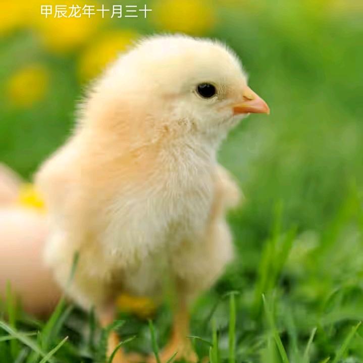 文哥旅行记