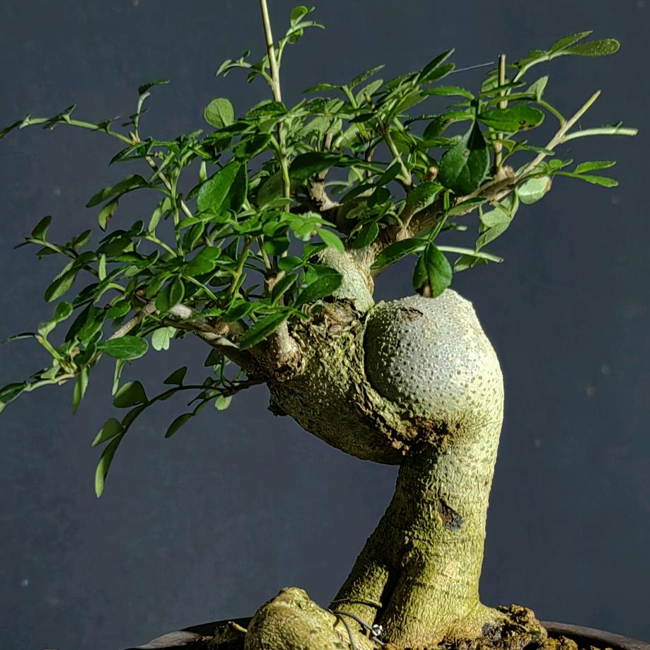 桩桩好品