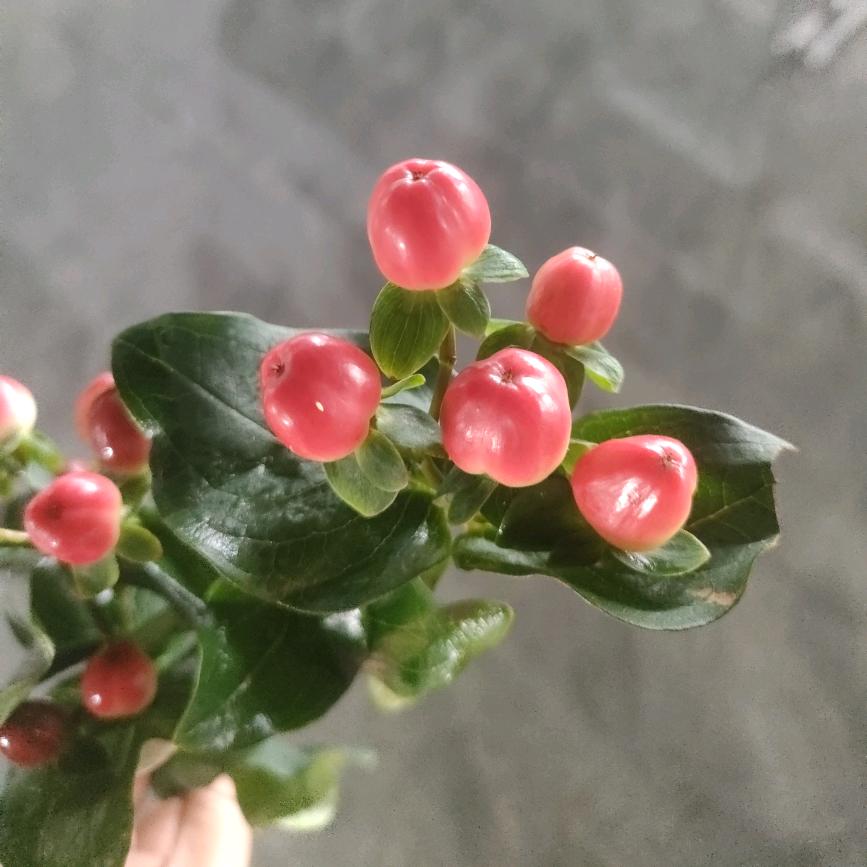 Yy篂蕴