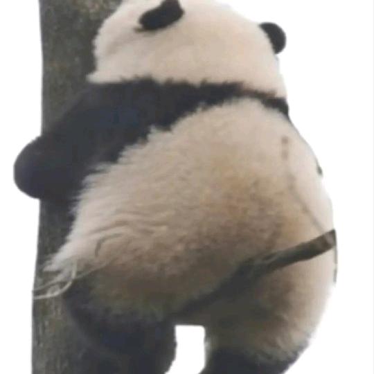 桃子cathy
