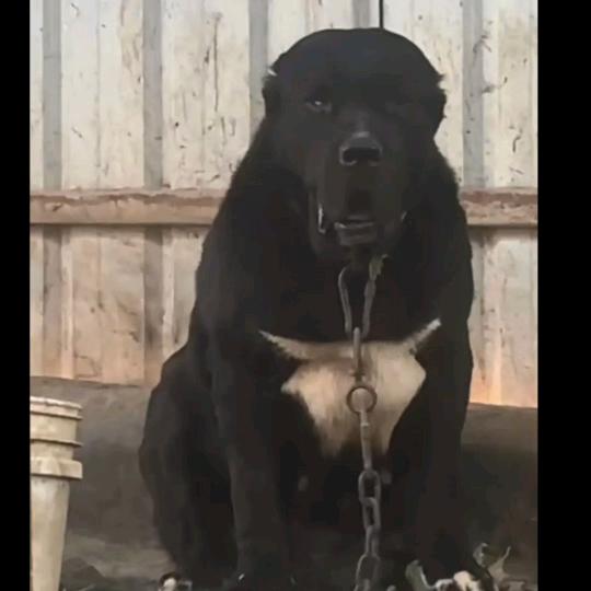 中亚猎狼