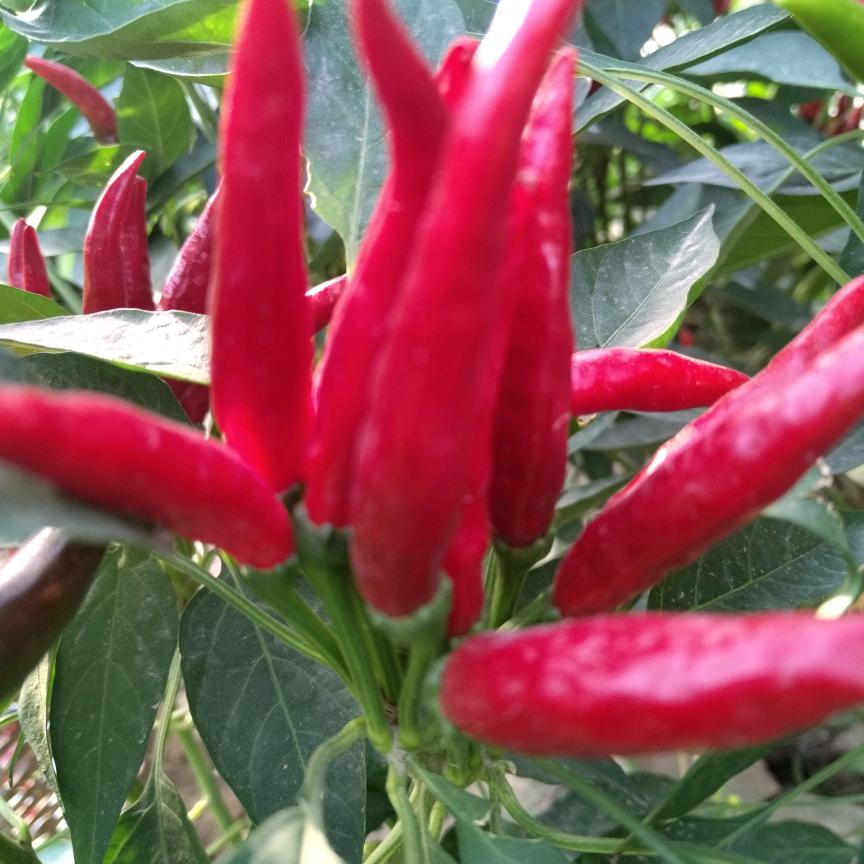 烟消云散（拒私聊）