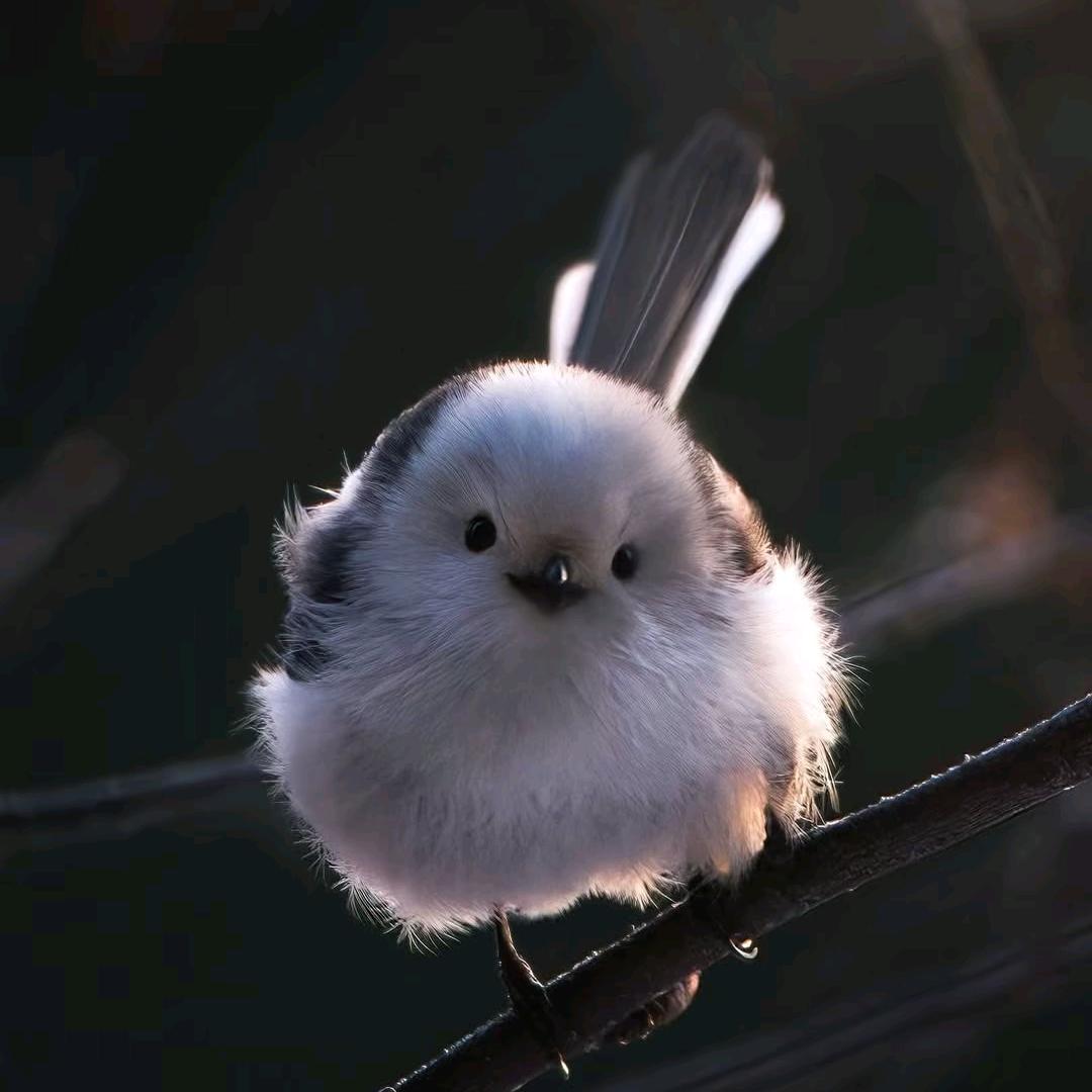 沃斯尼蝶