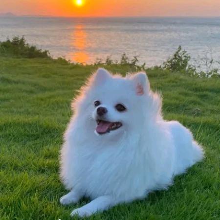 宠衣优选宠物店