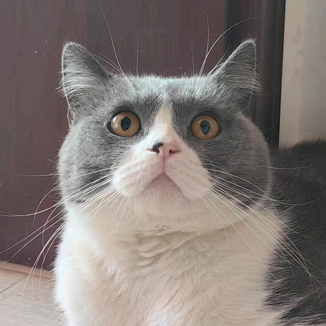 肉包是只猫
