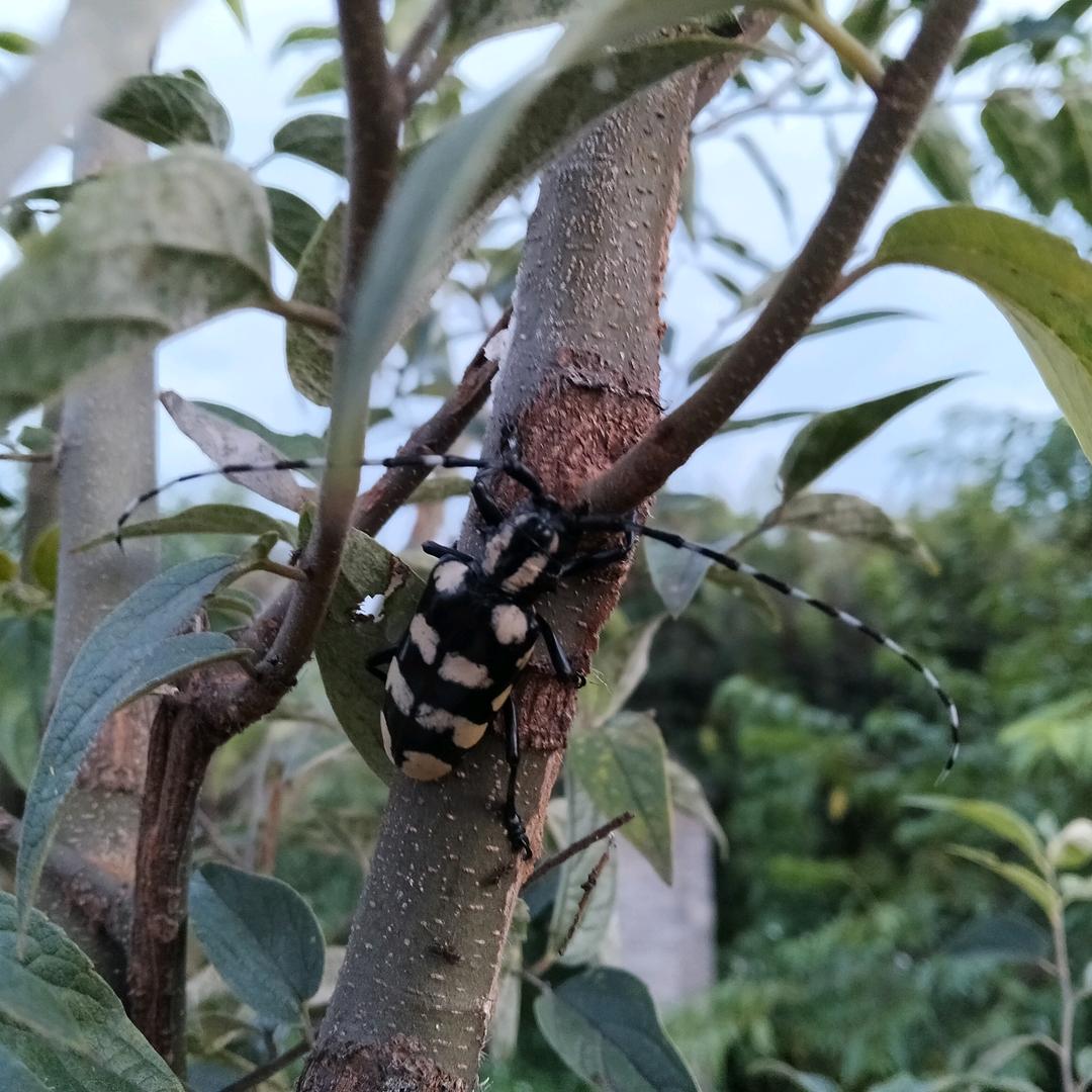 清傲枫霜