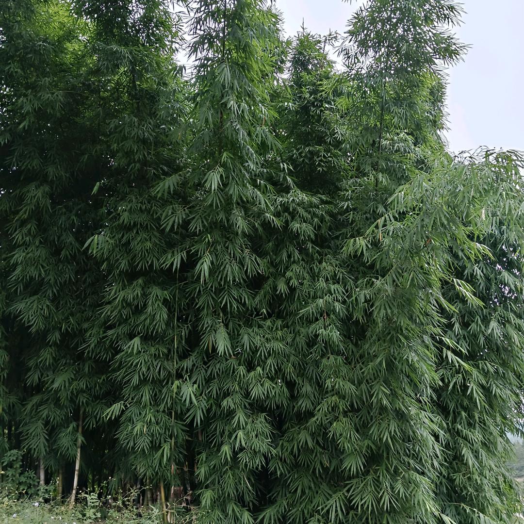 夜色朦胧