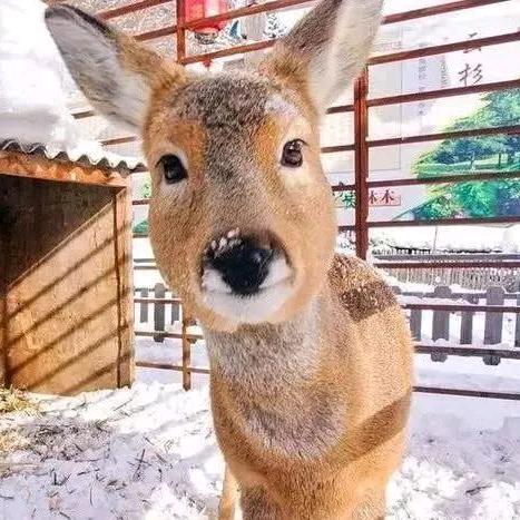 狍子观察