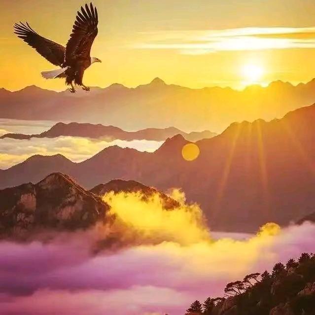 老实人保护协会