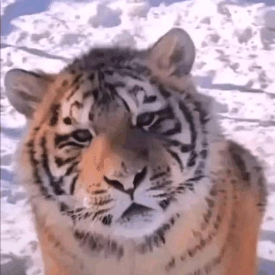 咕咚小海猫头像