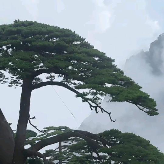 黄山……迎客松