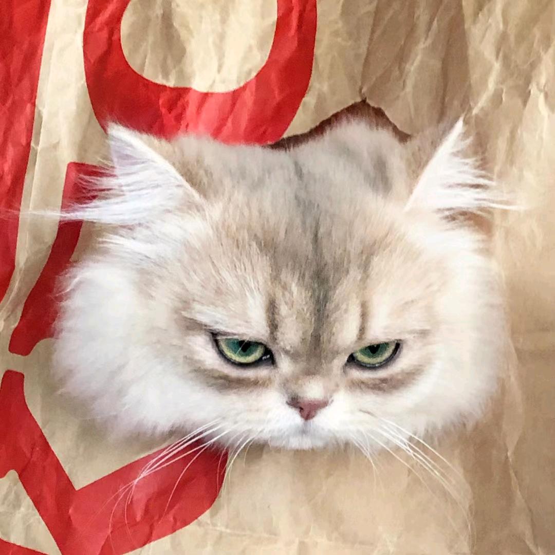 霹雳小帅猫