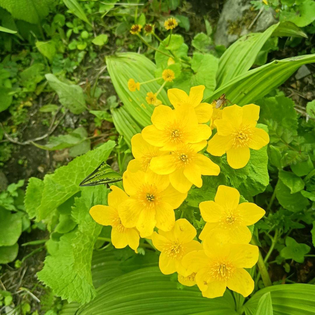 龙得水