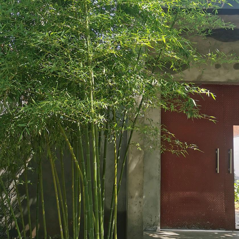 竹梅