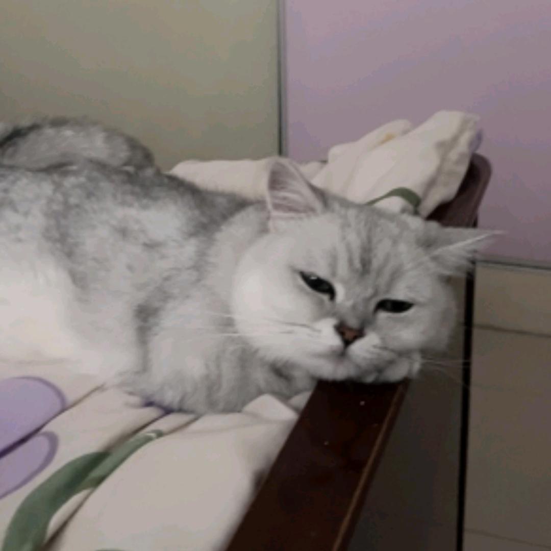呆呆鱼
