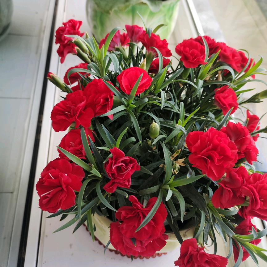 芝