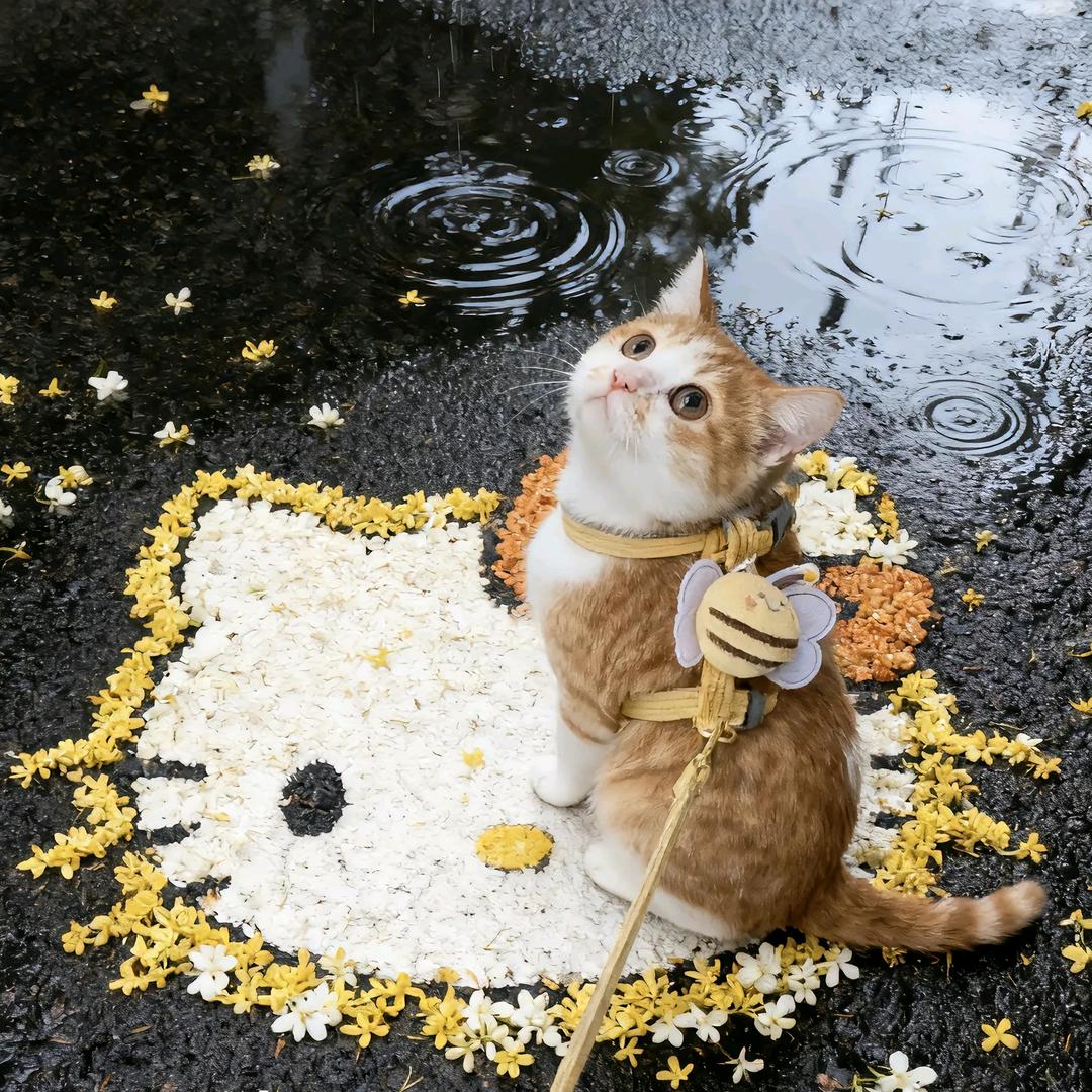 赴生.