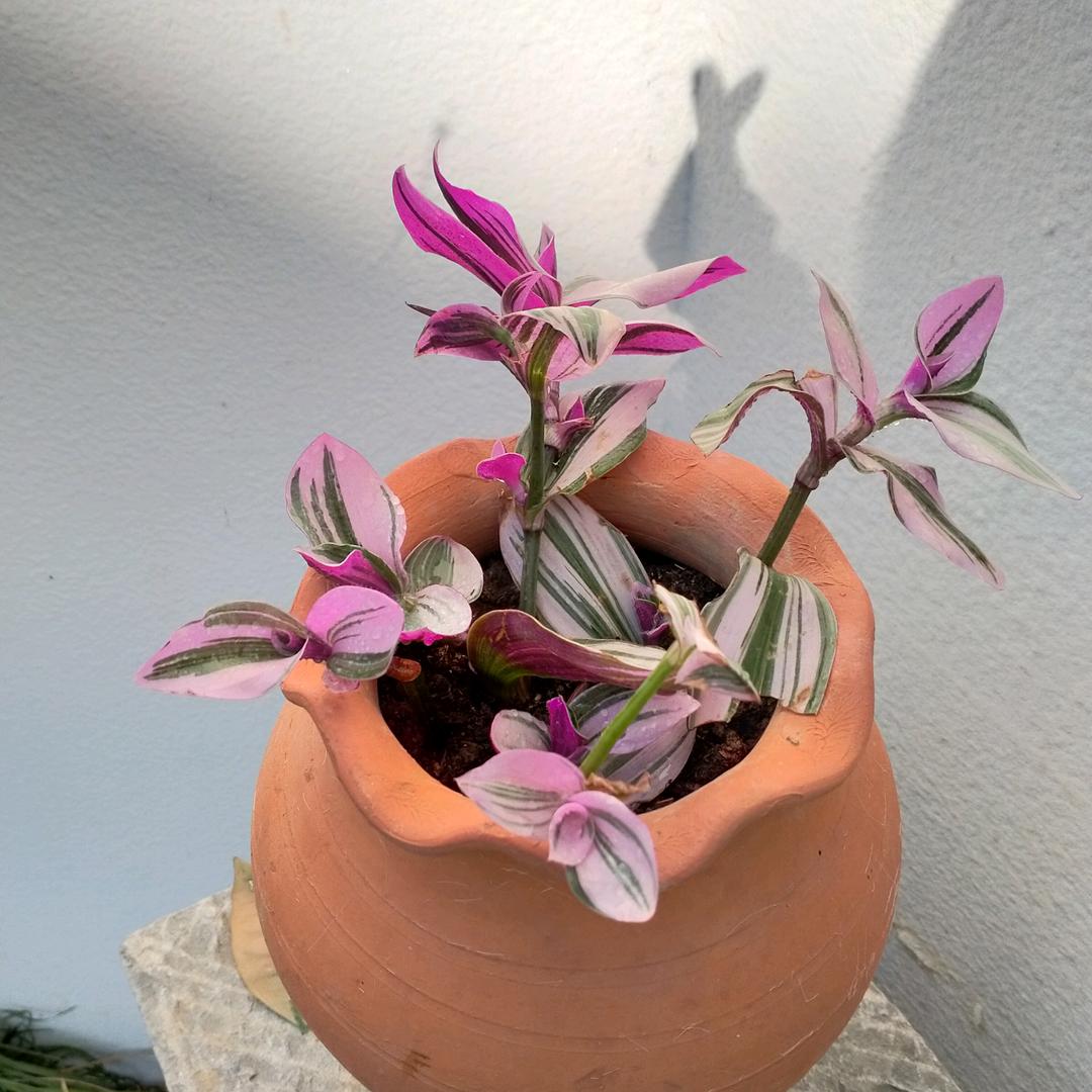 猫咪先森