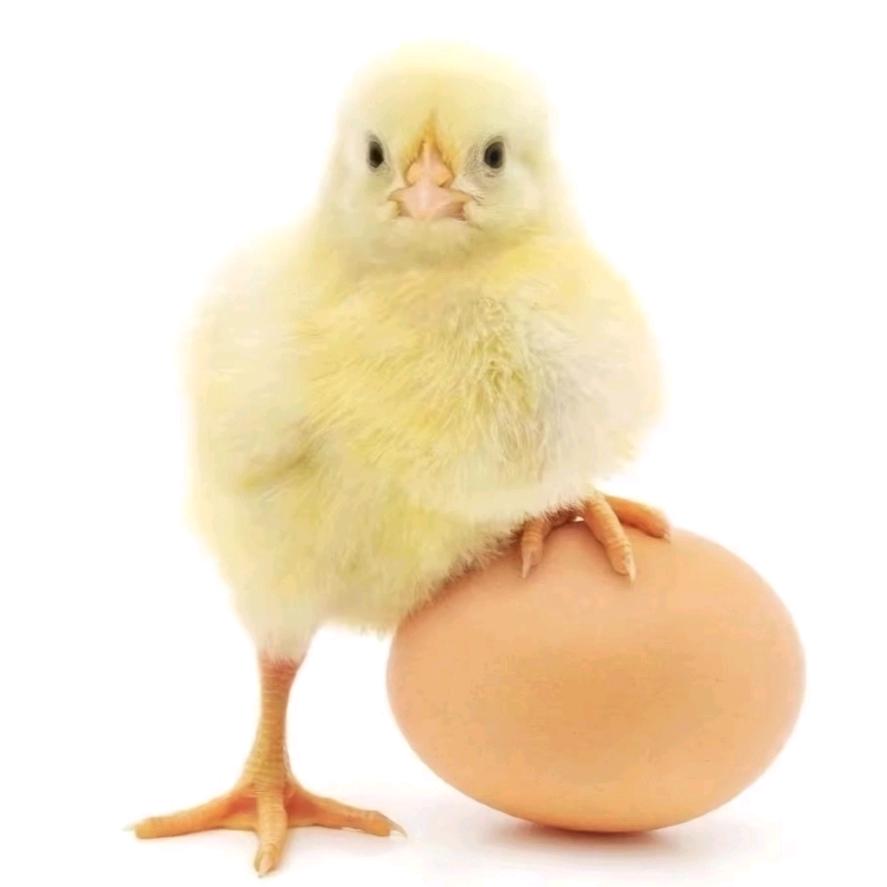 小鸡（得挨多少打才能成角儿啊）