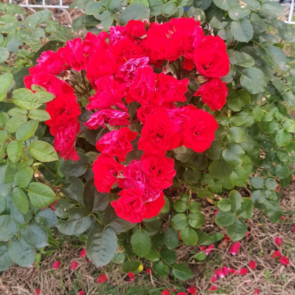 余生，静而不争