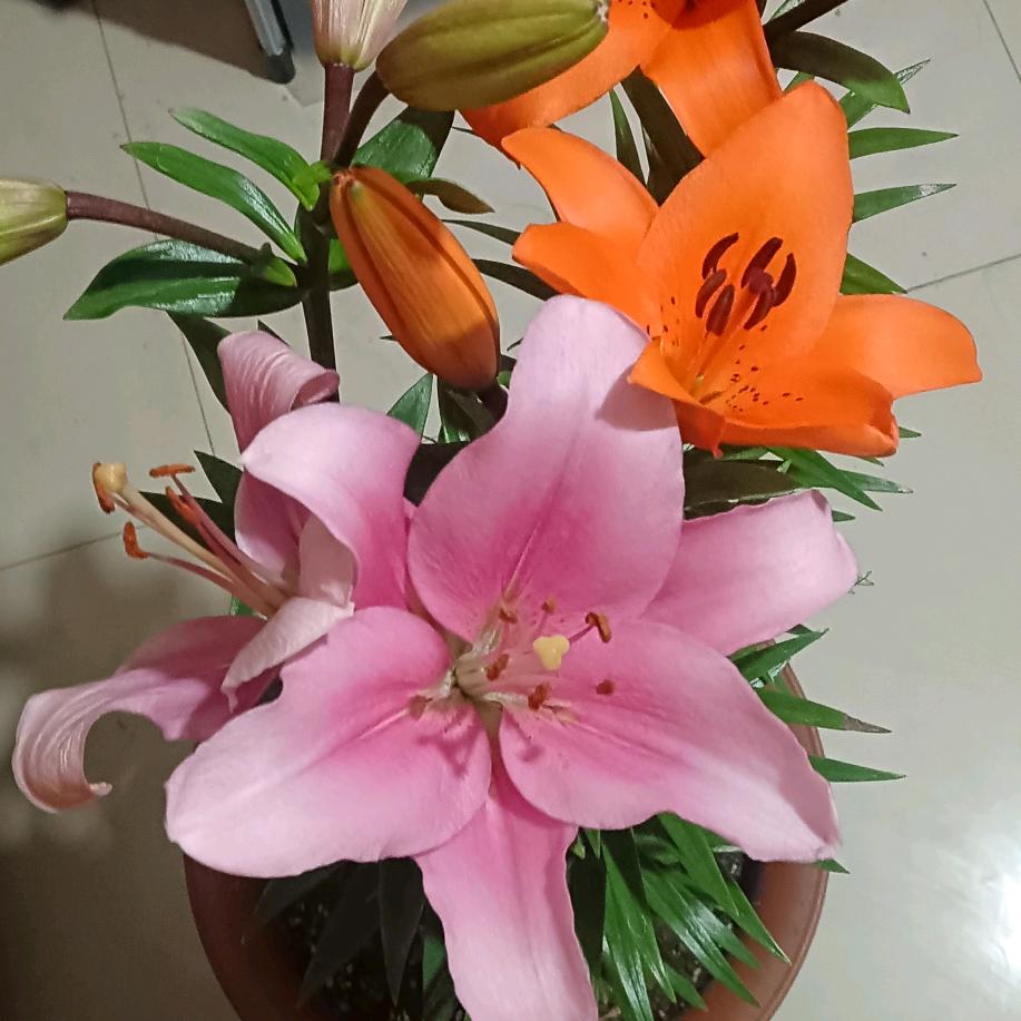 合家欢乐