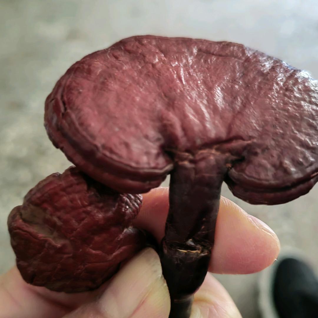 万州烤鱼张幺妹