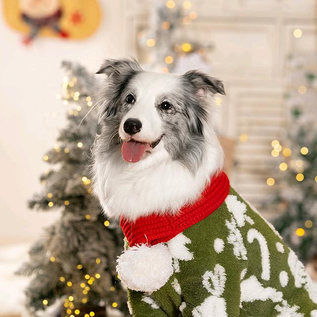 它小灶和它的边牧