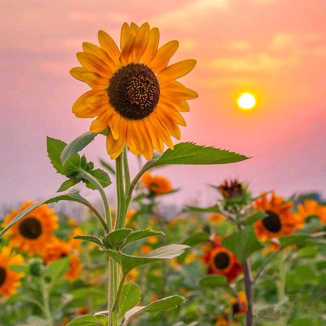 一生向阳🌻