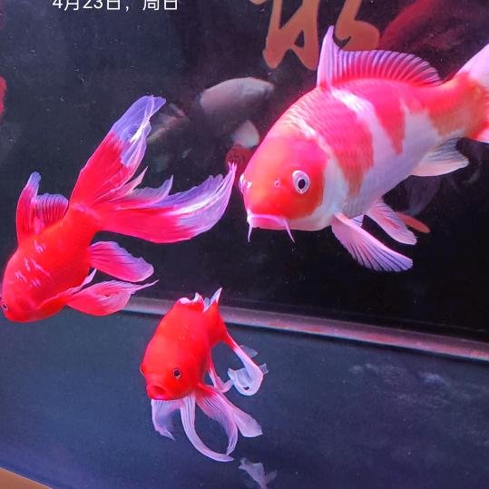 专业砌砖建筑队