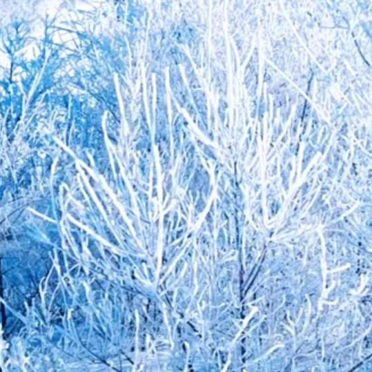 初雪