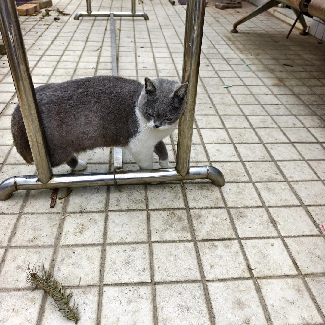 不吃鱼的猫