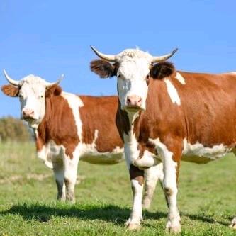 吉林牛发全国《专注吉林牛》