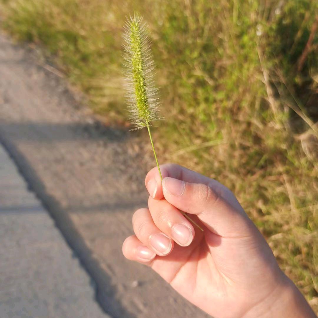 一花一世界🌸