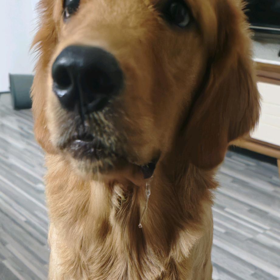 •︠ࡇ•︡✨脱缰的哈士奇🌈•︠ࡇ•︡