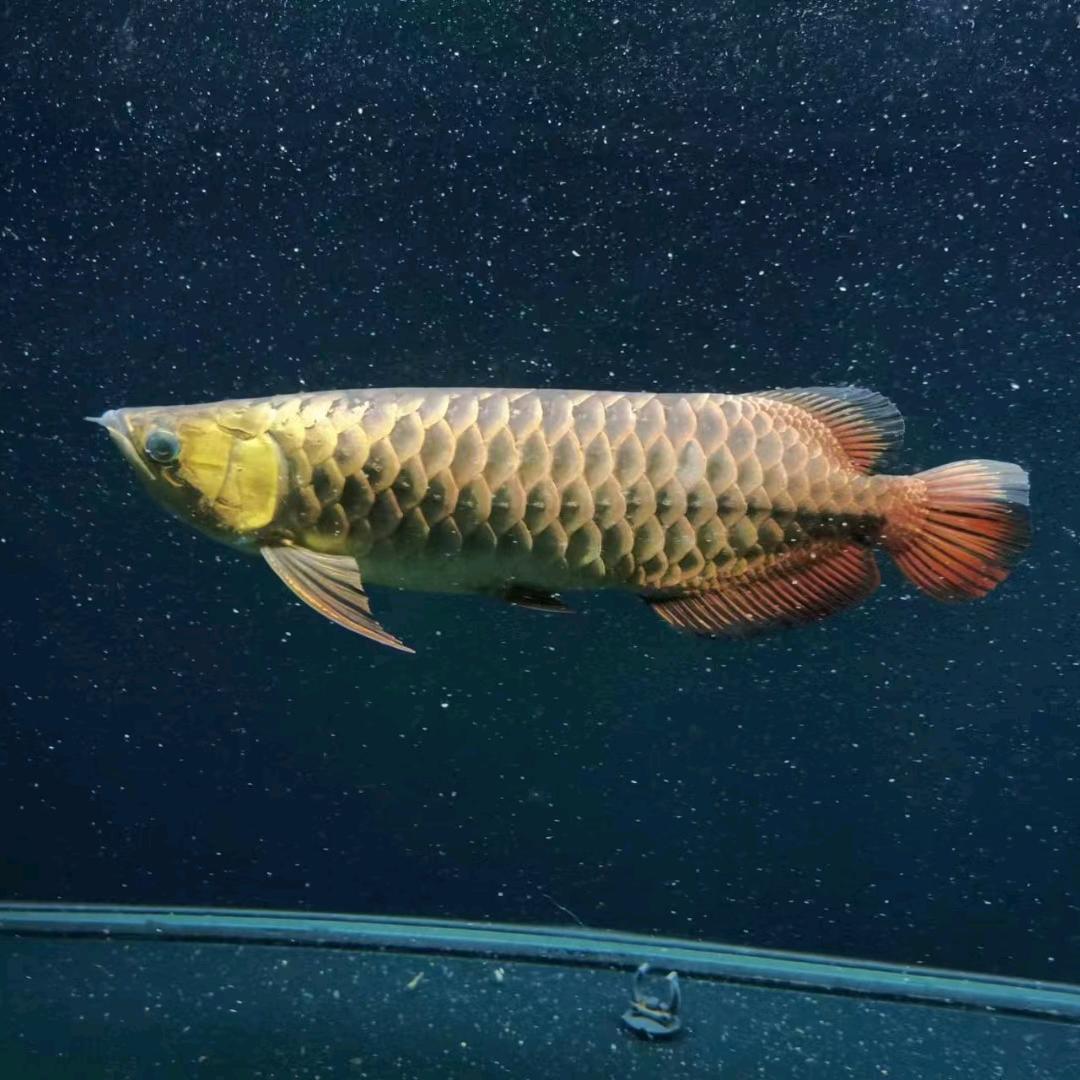 九零后，陈皮荼叶