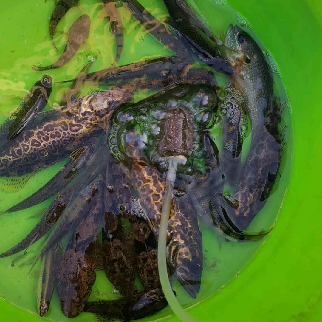 美食爱好者
