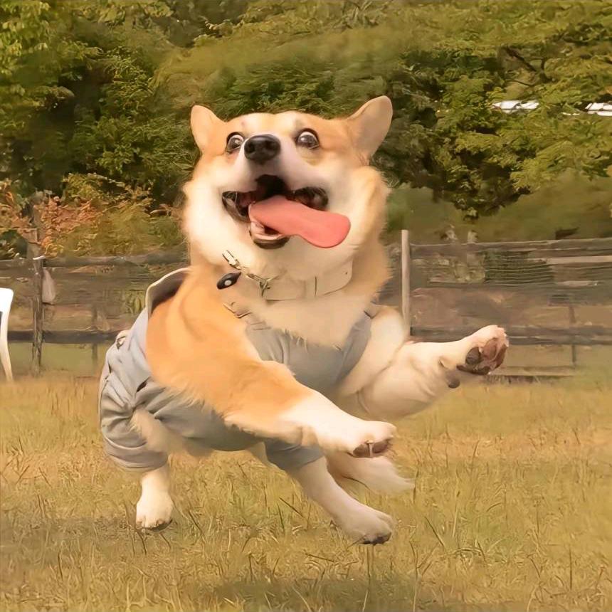 你好 小驴！