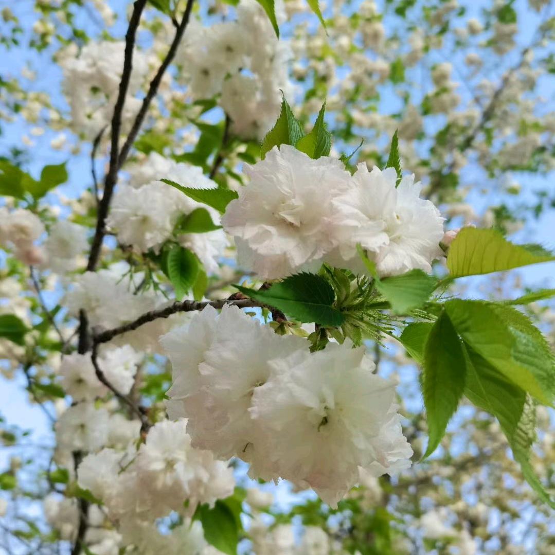 ²⁰²5 悦己¹³₁₄⁵²º