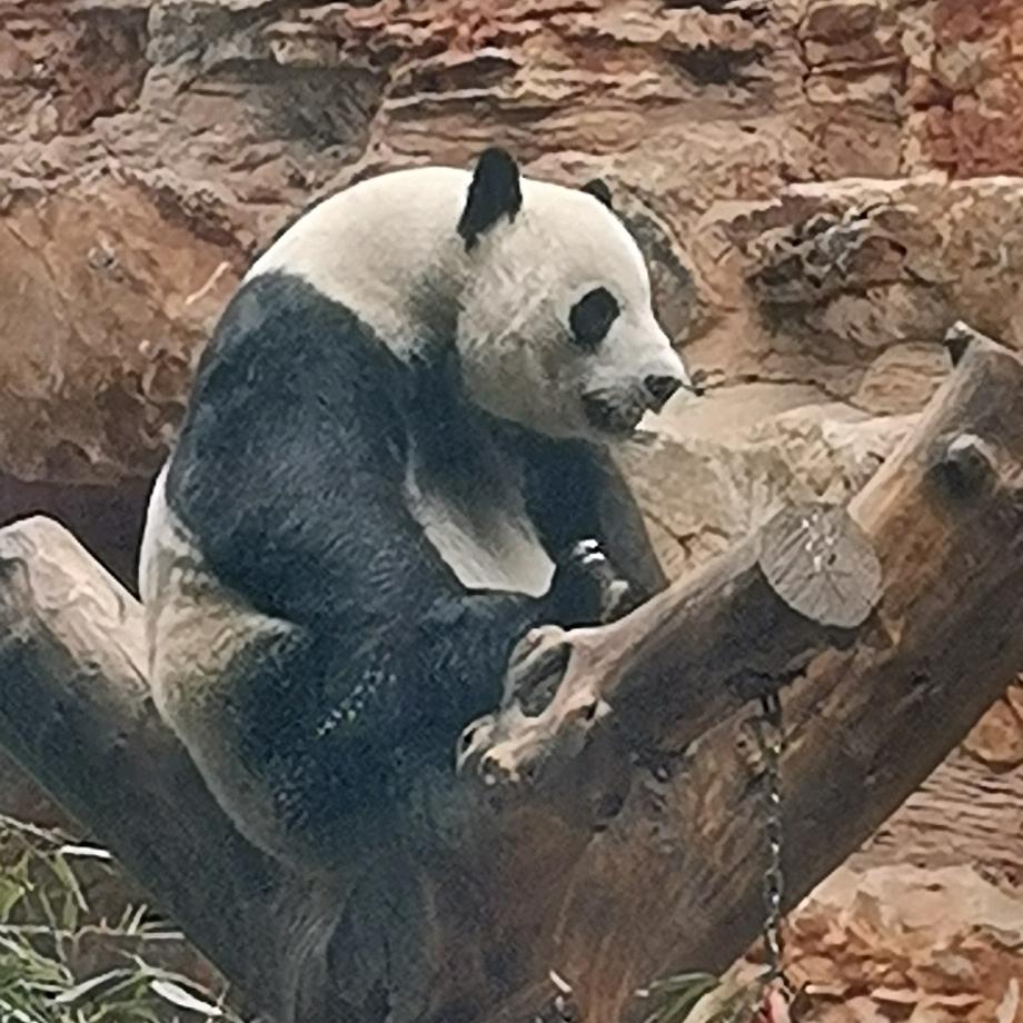 瑞饶再生胶