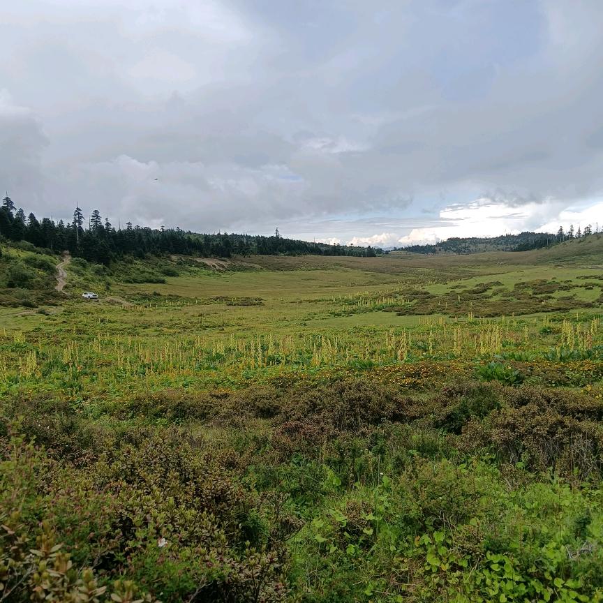 香格里拉向导扎西