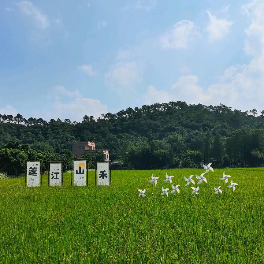 莲江山禾