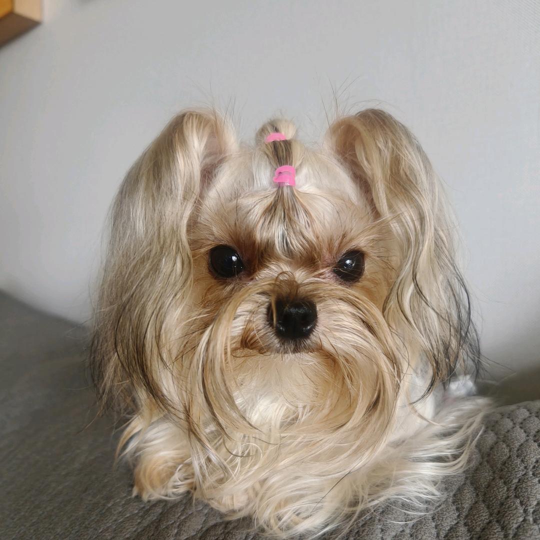 尔滨鑫鑫约克夏《买🐶溜wx》