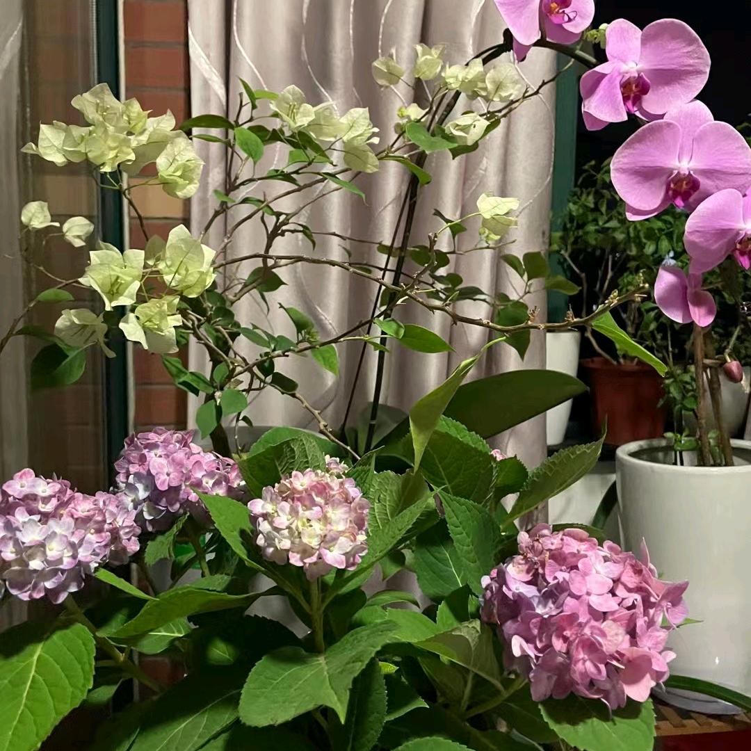 代弟姐