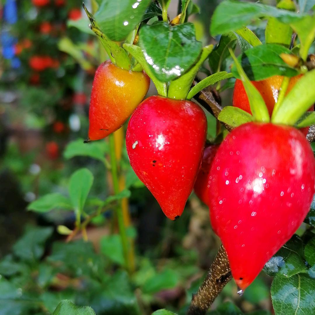 得鱼熊掌：甜觅园林