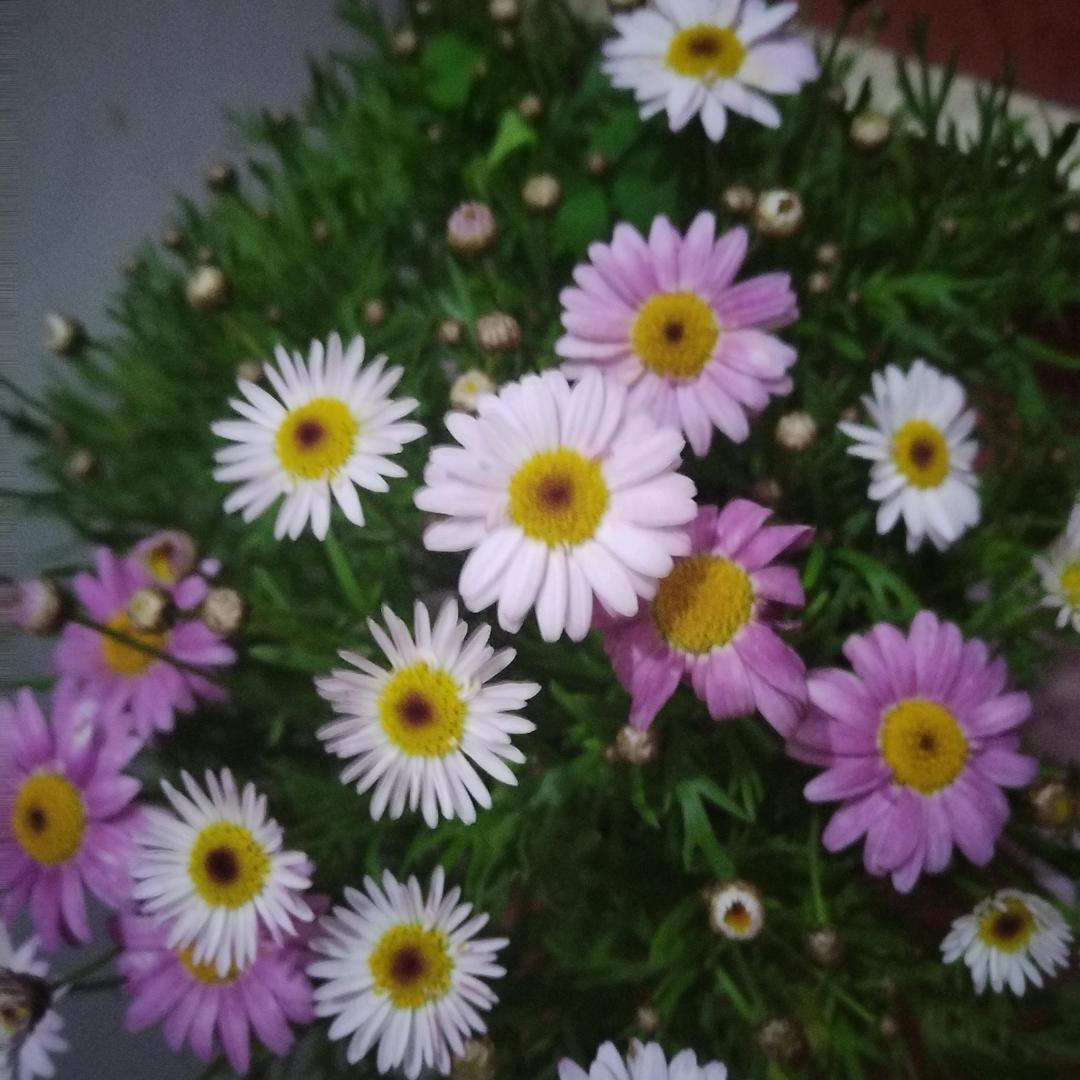 姑姑🌸🌸🌸