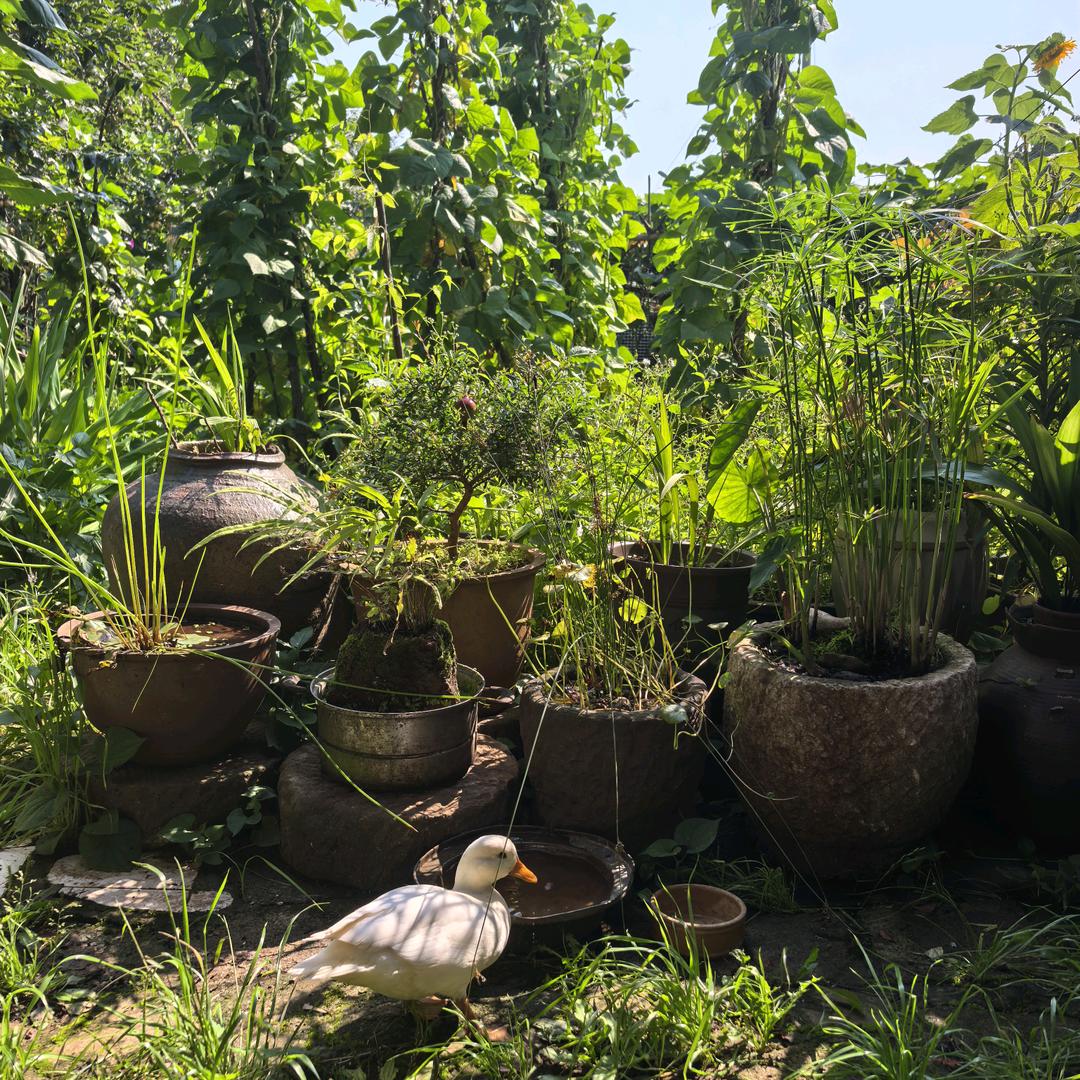 花豆小院