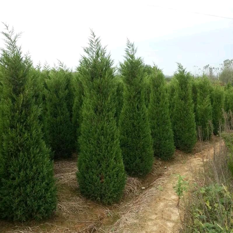 皖东林桥苗木李、苏南家具城