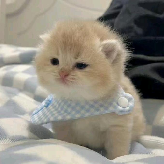 🎋满🍀眼💐星🌴辰🎄