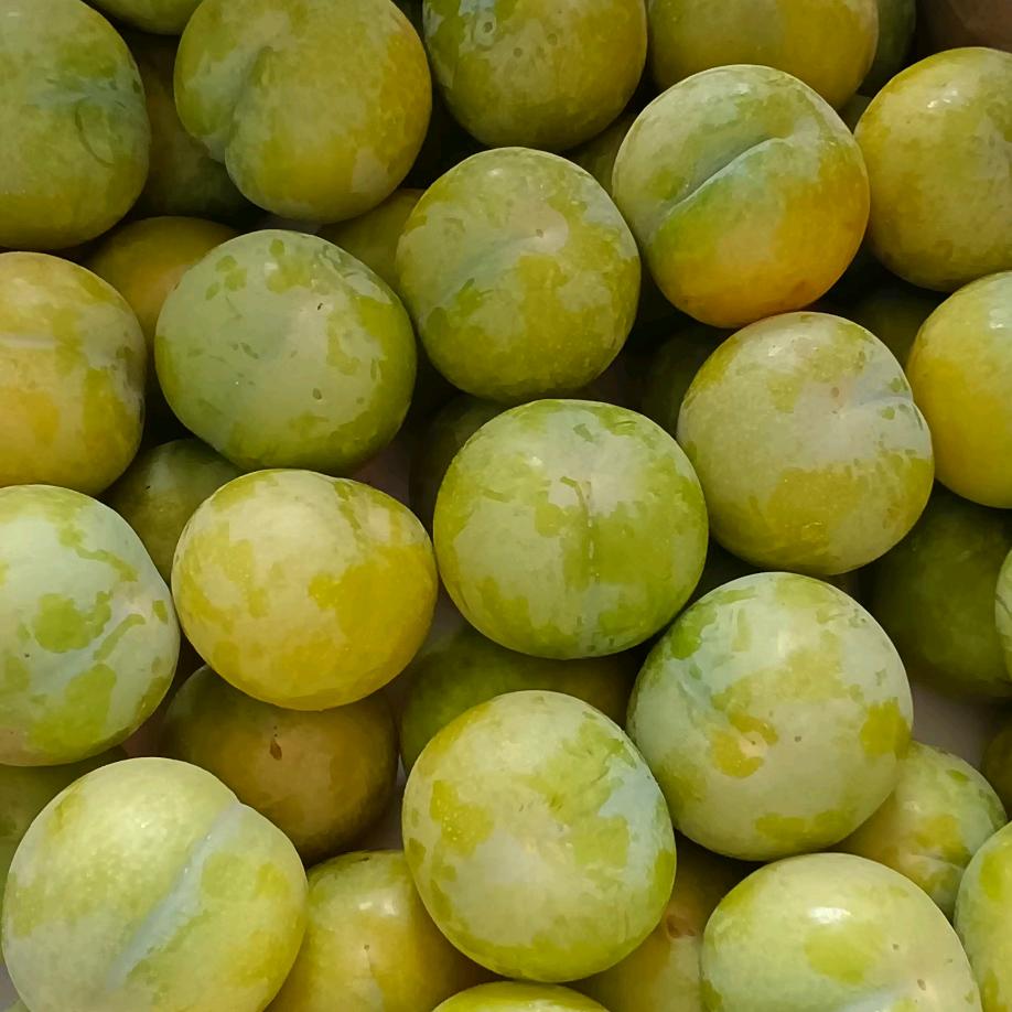 六马蜂糖李罗氏家族