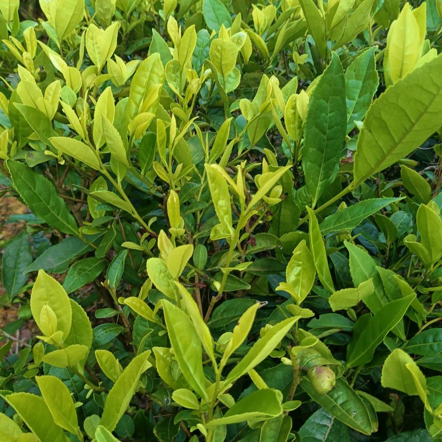 忘悠草